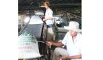 Tái cấu trúc ngành Nông nghiệp: Không để hạt gạo bị “cắn làm 8”