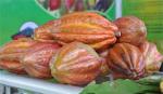 Nên hay không đốn bỏ cây ca cao?
