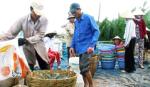 Tôm thẻ chân trắng “lấn lướt” tôm sú