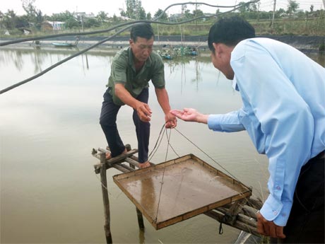 Ông Tánh đang kiểm tra tôm đất mới thả nuôi 1 tháng.