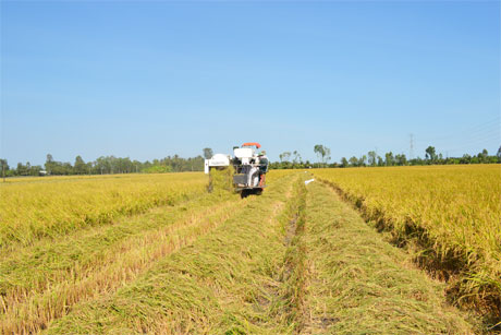  Sản xuất lúa ở ĐBSCL bị đe dọa bởi các đập thủy điện. Ảnh: Vân Anh