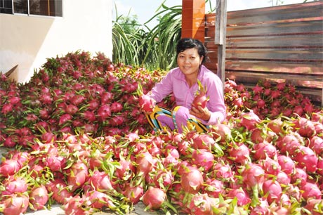 Thanh long Chợ Gạo nổi tiếng ngon ngọt, giúp nhiều nông dân xã Đăng Hưng Phước có cơ hội làm giàu. Ảnh: Hồng Lê