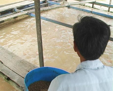 Nuôi cá điêu hồng trong bè ở xã Tân Thanh.