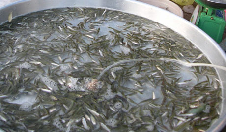 Cá linh non đầu mùa ở huyện An Phú (An Giang).