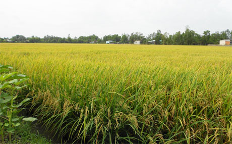 Ảnh minh họa. Ảnh: Vân Anh