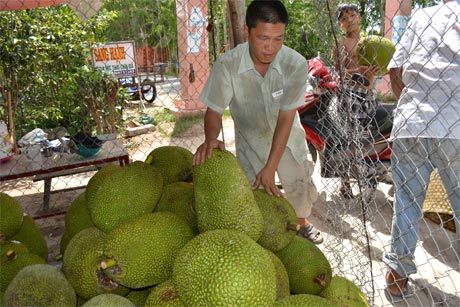 Một điểm thu mua mít Thái tại xã Cẩm Sơn (huyện Cai Lậy). Ảnh: Vân Anh