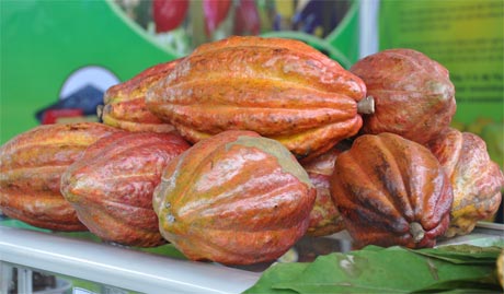 Trái ca cao. Ảnh: Vân Anh