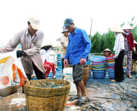 Thu hoạch  TTCT  ở xã Phú Tân, huyện Tân Phú Đông.  
