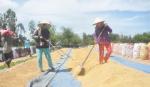 Vụ lúa hè thu chính vụ 2013: Năng suất cao nhưng nông dân lãi thấp