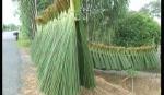 Tân Phước: Nông dân trồng bàng thu nhập khá