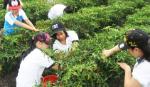 Tổ chức cho cháu ngoan Bác Hồ hòa mình cùng nông dân