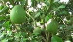 Bưởi da xanh giá cao