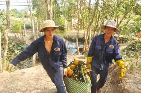 Thương lái mua khóm đạt tiêu chuẩn VietGAP ở huyện Tân Phước.