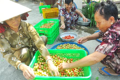 Sơ ri Gò Công luôn trong tình trạng“ được mùa mất giá, được giá mất mùa” khiến nhiều nông dân gặp khó.