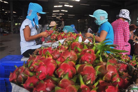 Công nhân Công ty CP Rau quả Tiền Giang đóng gói thanh long xuất khẩu. Ảnh: S.N