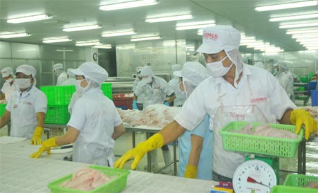 Sản xuất, chế biến và xuất khẩu cá tra còn nhiều “rối ren”.