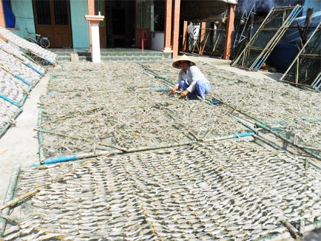 Nghề phơi  cá khô  ở  Vàm Láng.