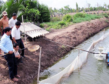 Áp dụng VietGAP trong nuôi tôm là xu hướng tất yếu để nghề NTNL phát triển bền vững (Ảnh chụp ở xã Phú Tân, huyện Tân Phú Đông).