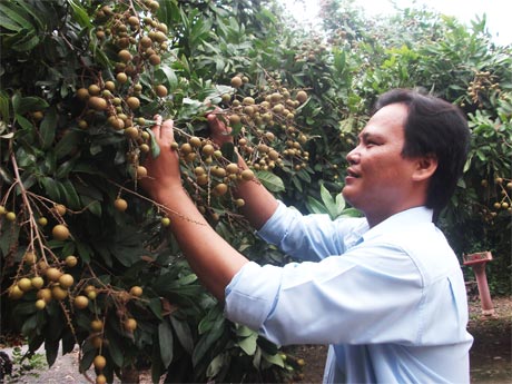 Anh Phạm Văn Tâm, cán bộ kỹ thuật của Trạm Bảo vệ Thực vật huyện tham quan vườn nhãn sắp thu hoạch của chị Nguyễn Thị Thu, ấp Trung B, xã Nhị Bình. 