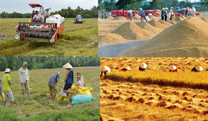 Ảnh minh họa tình hình lúa gạo Việt Nam. Ảnh: Như Lam