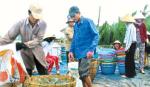 Giá tôm tăng cao, người nuôi trúng lớn
