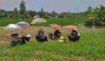 Trồng màu trên vùng ngọt hóa Gò Công