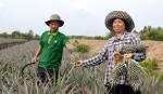 Ngành Nông nghiệp: 20 năm nỗ lực chinh phục vùng đất “rốn lũ, rốn phèn”