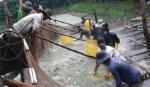 Thực hiện đồng bộ nhiều giải pháp để gỡ khó cho người nuôi cá tra