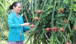 Hướng phát triển bền vững cho đặc sản thanh long