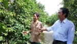Tân Phú Đông: Cây mãng cầu gai mang lại ấm no