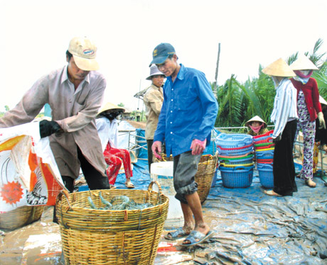 Thu hoạch tôm ở xã Phú Tân, huyện Tân Phú Đông. Ảnh: Trí Quang