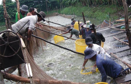 Cần thực hiện nhiều giải pháp để phát triển bền vững nghề nuôi cá tra.