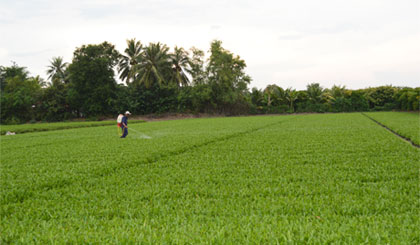 Ảnh minh họa. Ảnh: Vân Anh