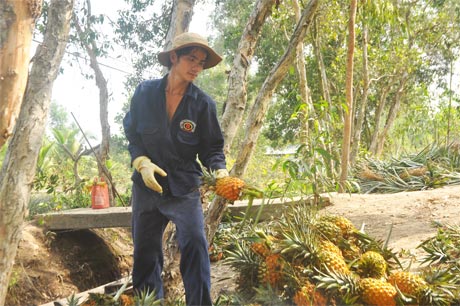 Thương lái lựa khóm đạt tiêu chuẩn VietGAP tại huyện Tân Phước.