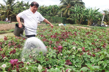 Trồng rau an toàn và vú sữa Lò rèn đạt tiêu chuẩn GlobalGAP là 2 mô hình được triển khai thực hiện có kết quả ở huyện Châu Thành. Ảnh: Ngô Tông