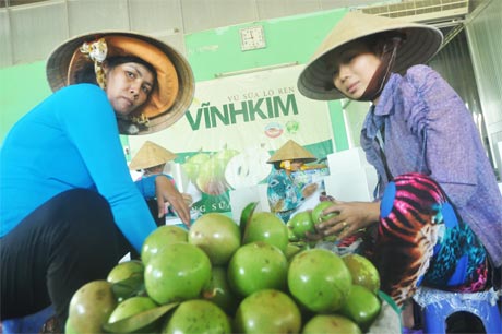 Trồng rau an toàn và vú sữa Lò rèn đạt tiêu chuẩn GlobalGAP là 2 mô hình được triển khai thực hiện có kết quả ở huyện Châu Thành. Ảnh: Ngô Tông