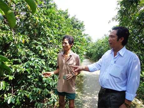 Ông Nguyễn Văn Thường, Phó Chủ tịch Hội Nông dân xã Tân Phú thăm vườn mảng cầu của gia đình ông Hoanh.