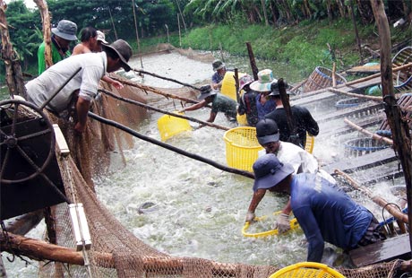 Áp dụng quy trình sản xuất theo VietGAP sẽ giúp giảm chi phí sản xuất và tạo tạo được thương hiệu với nhà nhập khẩu (Ảnh chụp ở ấp Bình, xã Hòa Hưng, huyện Cái Bè).