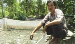Mỹ Trung: Phát triển mô hình nuôi ếch