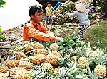Đồng Tháp Mười ngày mới: Đổi thay trên vùng 