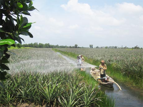 Bà con nông dân chăm sóc khóm trong ô đê bao. Ảnh: Minh Toàn