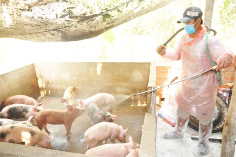 Tổng vệ sinh tiêu độc khử trùng môi trường chăn nuôi.