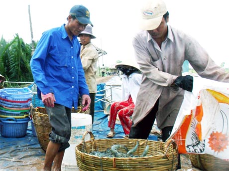 Mặc dù vẫn còn dịch bệnh xảy ra trên tôm nhưng vụ tôm năm 2013 cơ bản được mùa (Ảnh chụp ở xã Phú Tân, huyện Tân Phú Đông).
