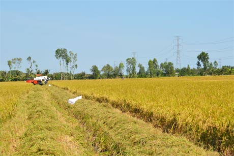 Ảnh minh họa. Ảnh: Vân Anh