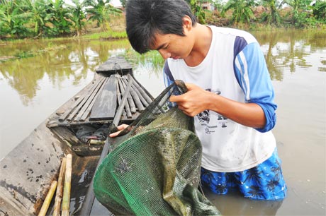 Dớn là loại ngư cụ bắt hầu như toàn bộ các loại cá nhưng năm nay thu hoạch chỉ được cá nhỏ.