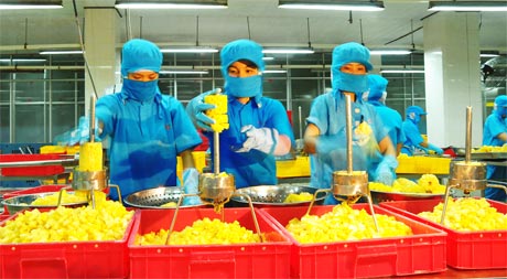 Nhà máy chế biến trái cây - một trong những dự án cần đầu tư ở khu vực ĐBSCL. Trong ảnh: Chế biến khóm xuất khẩu tại Công ty CP Rau quả Tiền Giang.         