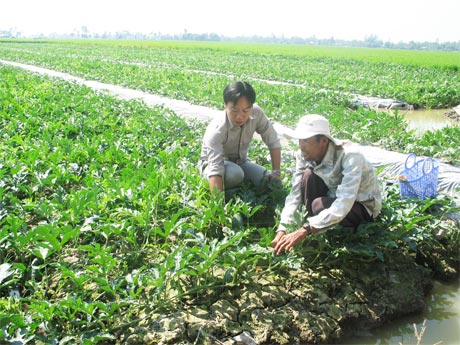 Mô hình dưa + lúa  ở xã  Thạnh Lộc (Cai Lậy, Tiền Giang).