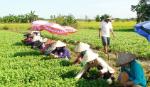 Anh Nguyễn Phúc Lộc: Làm giàu nhờ biết cách trồng màu