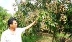Cai Lậy: Nở rộ điển hình trong phong trào Nông dân thi đua SXKD giỏi