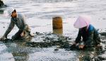 Giá nghêu tăng cao, nông dân phấn khởi